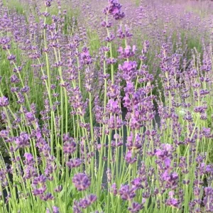 2 Lavender Live Plant Plugs - 2-3 inch Tall Live Starters for Topiary & Garden - Image 10