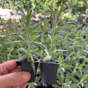 2 Lavender Live Plant Plugs - 2-3 inch Tall Live Starters for Topiary & Garden - Image 3