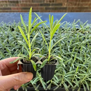 2 Lavender Live Plant Plugs - 2-3 inch Tall Live Starters for Topiary & Garden - Image 4