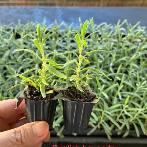 2 Lavender Live Plant Plugs - 2-3 inch Tall Live Starters for Topiary & Garden - Image 5