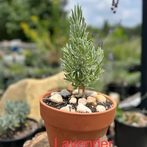 2 Lavender Live Plant Plugs - 2-3 inch Tall Live Starters for Topiary & Garden - Image 6