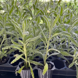 2 Lavender Live Plant Plugs - 2-3 inch Tall Live Starters for Topiary & Garden - Image 7