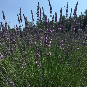 2 Lavender Live Plant Plugs - 2-3 inch Tall Live Starters for Topiary & Garden - Image 9