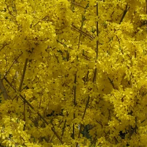 2 Lynwood Gold Forsythia Live Plants – 4 inch container – Fast Growing Yellow Flowering Shrub - Image 1