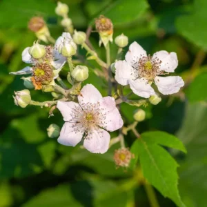 2 Navaho Thornless Blackberry Live Plants - Upright Shrub, Sweet Black Fruit, USDA 6-9 - Image 3