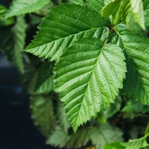 2 Navaho Thornless Blackberry Live Plants - Upright Shrub, Sweet Black Fruit, USDA 6-9 - Image 4