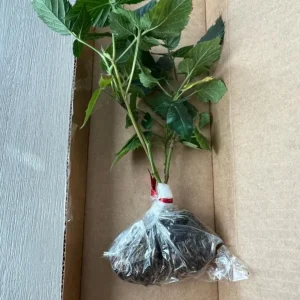 2 Navaho Thornless Blackberry Live Plants - Upright Shrub, Sweet Black Fruit, USDA 6-9 - Image 8