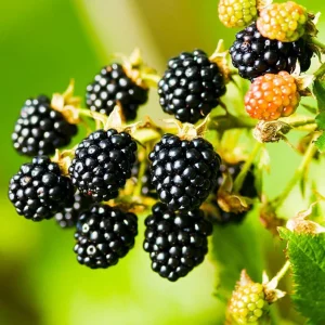 2 Navaho Thornless Blackberry Live Plants - Upright Shrub, Sweet Black Fruit, USDA 6-9 - Image 1