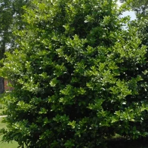 2 Needlepoint Holly Plants - Live Evergreen Shrubs for Hedge, 6" Tall - Image 1