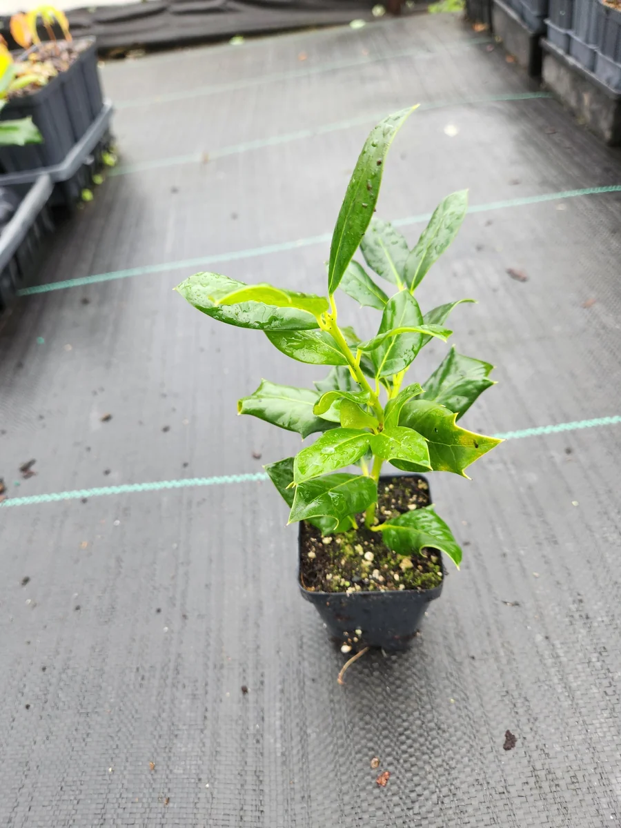 2 Nellie R. Stevens Holly Trees - Live Plant - 4-6" Tall - Outdoor Shrub - Image 2