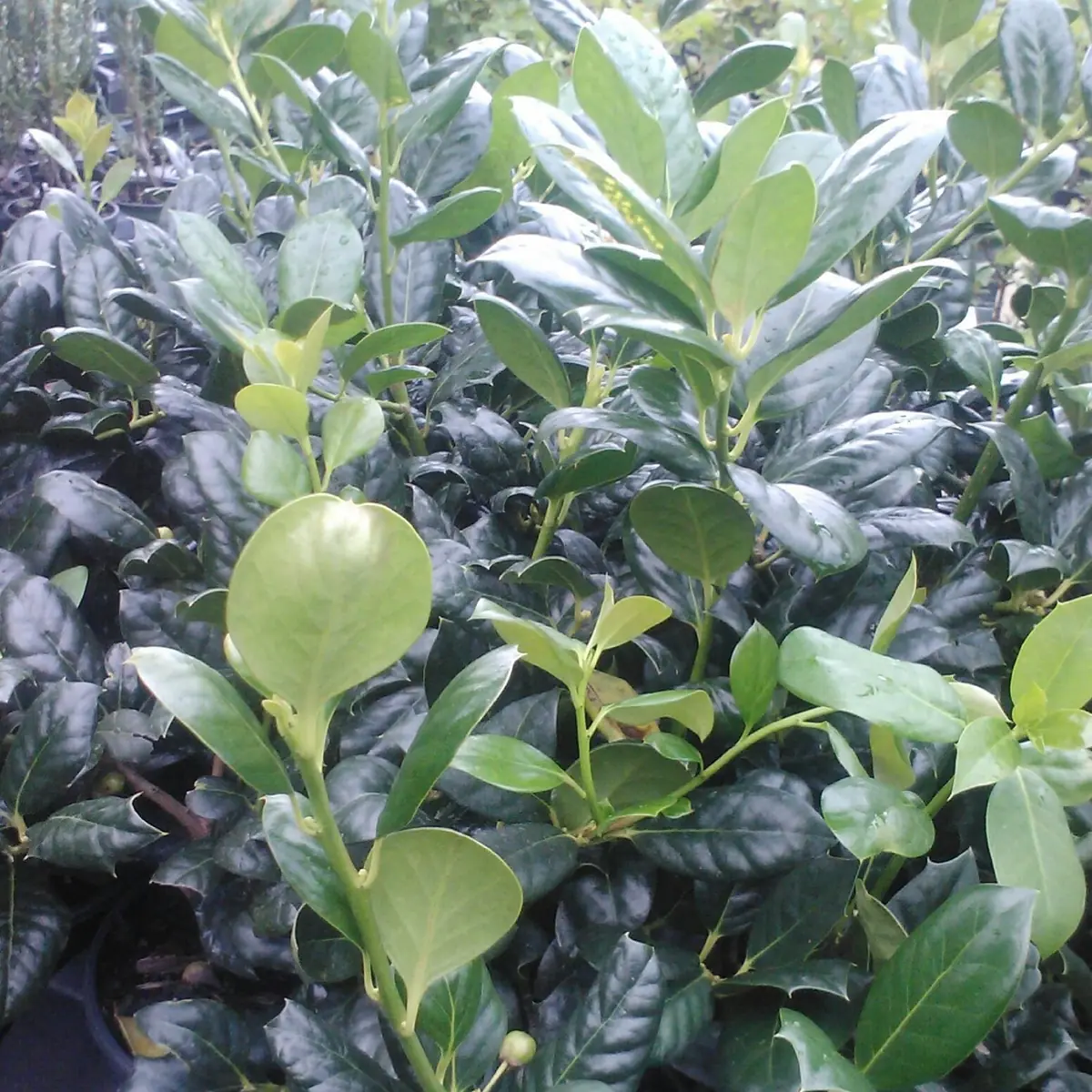 2 Nellie R. Stevens Holly Trees - Live Plant - 4-6" Tall - Outdoor Shrub - Image 1