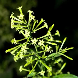 2 Night Blooming Jasmine Live Plants – 4-6" Tall – Fragrant White Flowers - Image 1