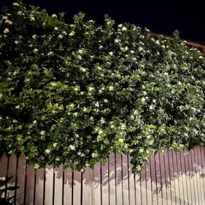 2 Night Blooming Jasmine Live Plants – 4-6