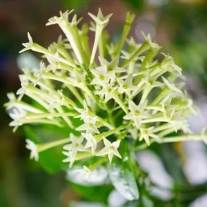 2 Night Blooming Jasmine Live Plants – 4-6" Tall – Fragrant White Flowers - Image 2