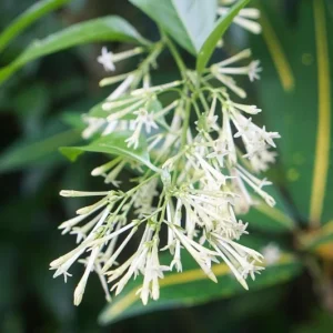 2 Night Blooming Jasmine Live Plants – 4-6