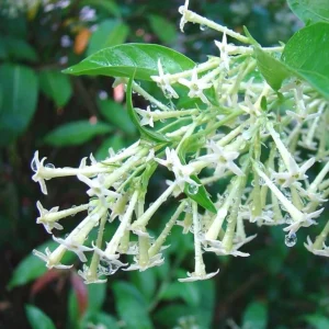 2 Night Blooming Jasmine Live Plants – 4-6