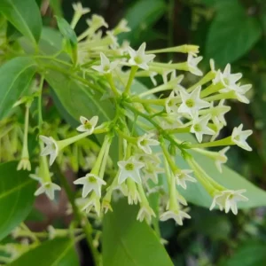 2 Night Blooming Jasmine Live Plants – 4-6
