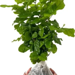 2 Night Blooming Jasmine Live Plants – 4-6