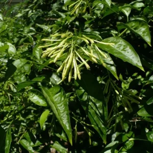 2 Night Blooming Jasmine Live Plants – 4-6