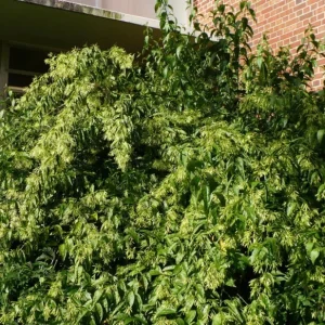 2 Night Blooming Jasmine Live Plants – 4-6