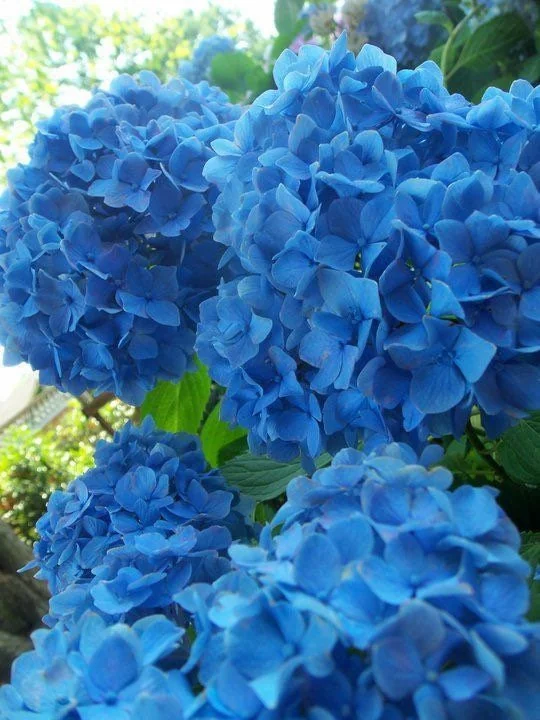 2 Nikko Blue Hydrangea Live Plants, 2.5 inch Pot, Outdoor Shrub, Deciduous - Image 2