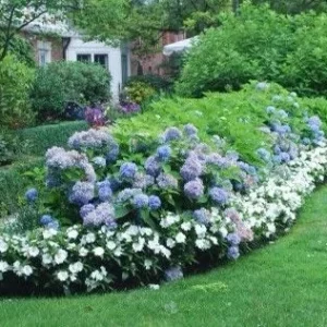 2 Nikko Blue Hydrangea Live Plants, 2.5 inch Pot, Outdoor Shrub, Deciduous - Image 4