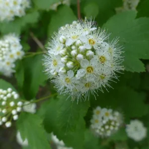 2 Ninebark Bare-root Plants - Physocarpus opulifolius Deciduous Shrub - Image 4