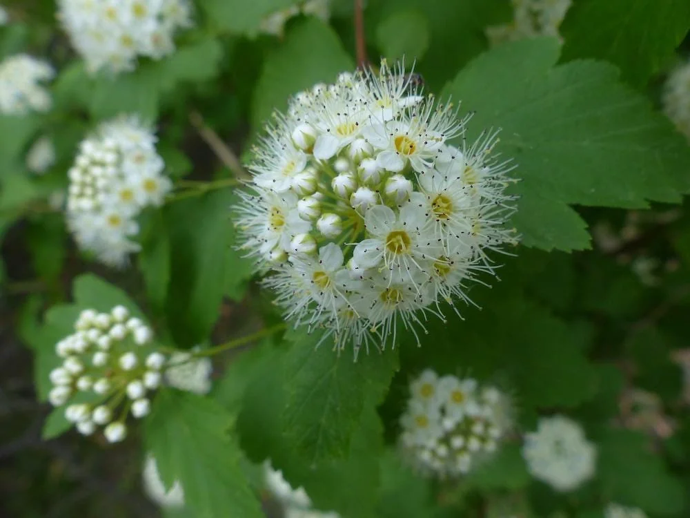 2 Ninebark Bare-root Plants - Physocarpus opulifolius Deciduous Shrub - Image 4