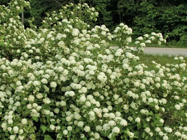 2 Ninebark Bare-root Plants - Physocarpus opulifolius Deciduous Shrub - Image 5