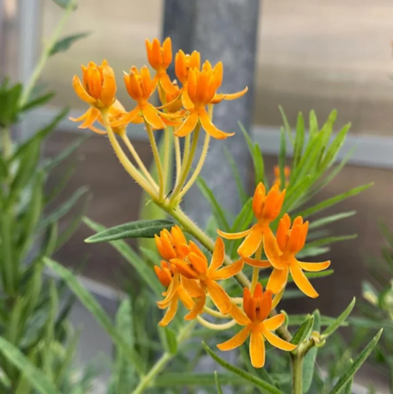 2 Orange Milkweed Live Plants - Asclepias Tuberosa Starter, 4-6" Tall - Image 2