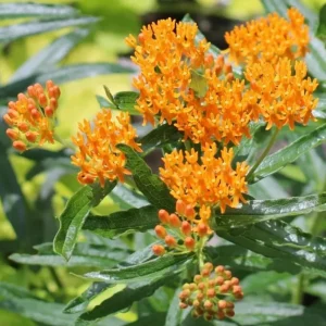 2 Orange Milkweed Live Plants - Asclepias Tuberosa Starter, 4-6