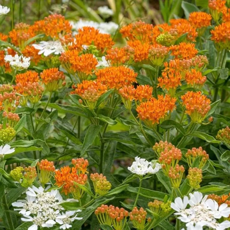 2 Orange Milkweed Live Plants - Asclepias Tuberosa Starter, 4-6" Tall - Image 4
