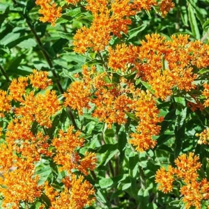 2 Orange Milkweed Live Plants - Asclepias Tuberosa Starter, 4-6
