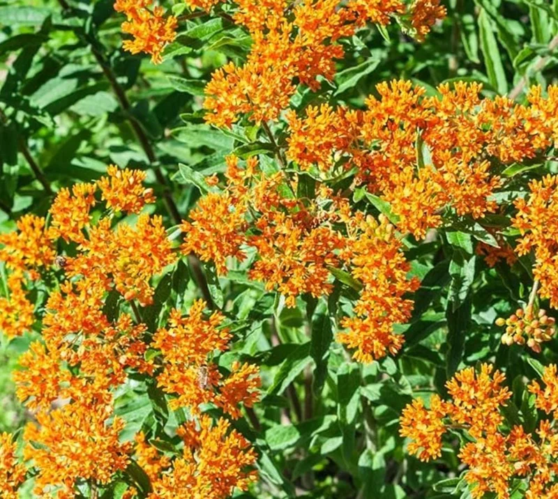 2 Orange Milkweed Live Plants - Asclepias Tuberosa Starter, 4-6" Tall - Image 5