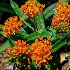 2 Orange Milkweed Live Plants - Asclepias Tuberosa Starter, 4-6