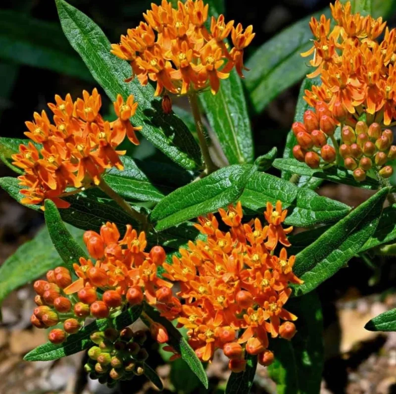 2 Orange Milkweed Live Plants - Asclepias Tuberosa Starter, 4-6" Tall - Image 6