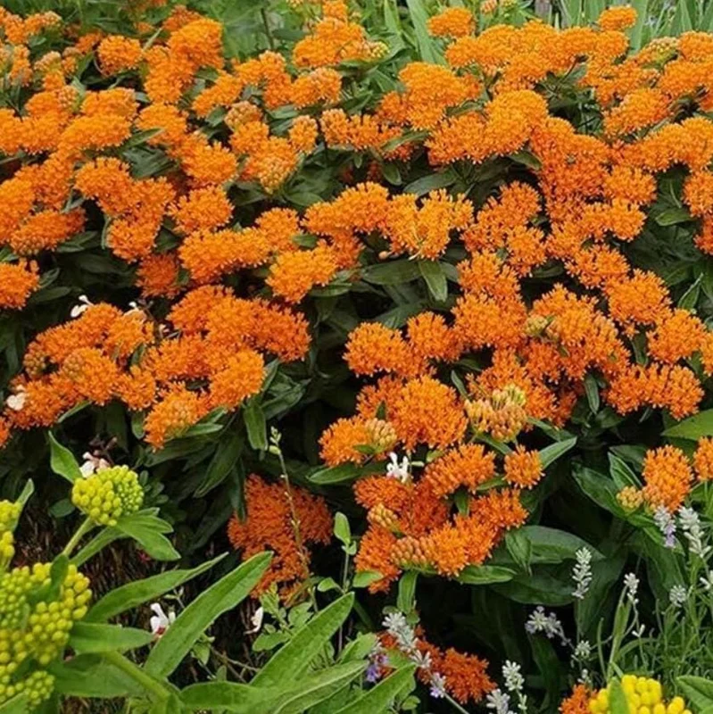 2 Orange Milkweed Live Plants - Asclepias Tuberosa Starter, 4-6" Tall - Image 9