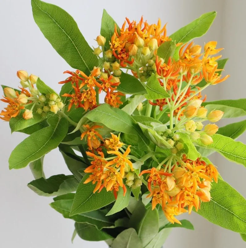 2 Orange Milkweed Live Plants - Asclepias Tuberosa Starter, 4-6" Tall - Image 1