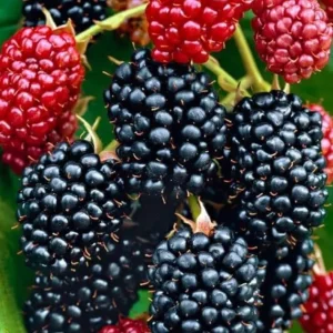 2 Osage Blackberry Live Plant Starters - Thornless, Sweet Juicy Fruit, USDA Zones 5-9 - Image 2