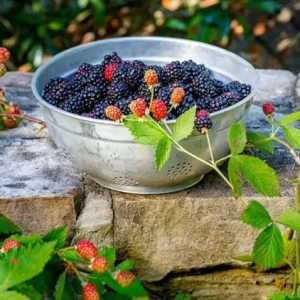 2 Osage Blackberry Live Plant Starters - Thornless, Sweet Juicy Fruit, USDA Zones 5-9 - Image 5