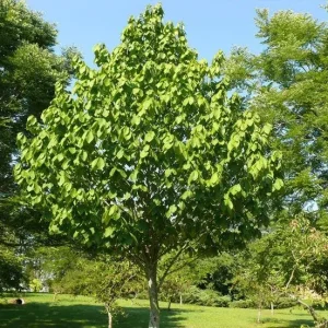 2 Paw Paw Tree Bare Root (Asimina Triloba) – Fruit Bearing Tree - Image 1