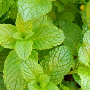 2 Peppermint Live Plants – Starter Herb Kit – Mentha x piperita – 4-6 in Tall - Image 3