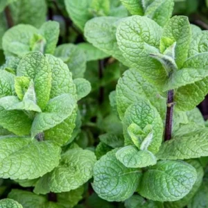 2 Peppermint Live Plants – Starter Herb Kit – Mentha x piperita – 4-6 in Tall - Image 5