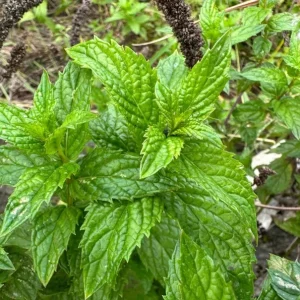 2 Peppermint Live Plants – Starter Herb Kit – Mentha x piperita – 4-6 in Tall - Image 6