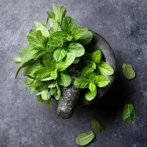 2 Peppermint Live Plants – Starter Herb Kit – Mentha x piperita – 4-6 in Tall - Image 7