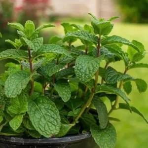 2 Peppermint Live Plants – Starter Herb Kit – Mentha x piperita – 4-6 in Tall - Image 8