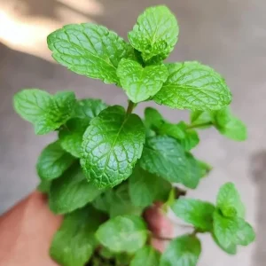 2 Peppermint Live Plants – Starter Herb Kit – Mentha x piperita – 4-6 in Tall - Image 9