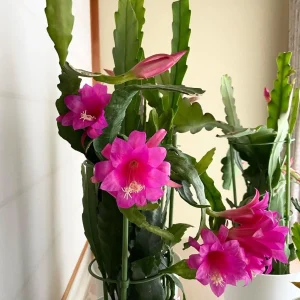 2 Pink Epiphyllum Orchid Cactus Live Plants – Rooted, 6-8 inch, 4 inch pot - Image 2
