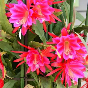 2 Pink Epiphyllum Orchid Cactus Live Plants – Rooted, 6-8 inch, 4 inch pot - Image 3