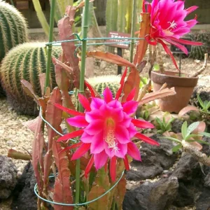 2 Pink Epiphyllum Orchid Cactus Live Plants – Rooted, 6-8 inch, 4 inch pot - Image 4